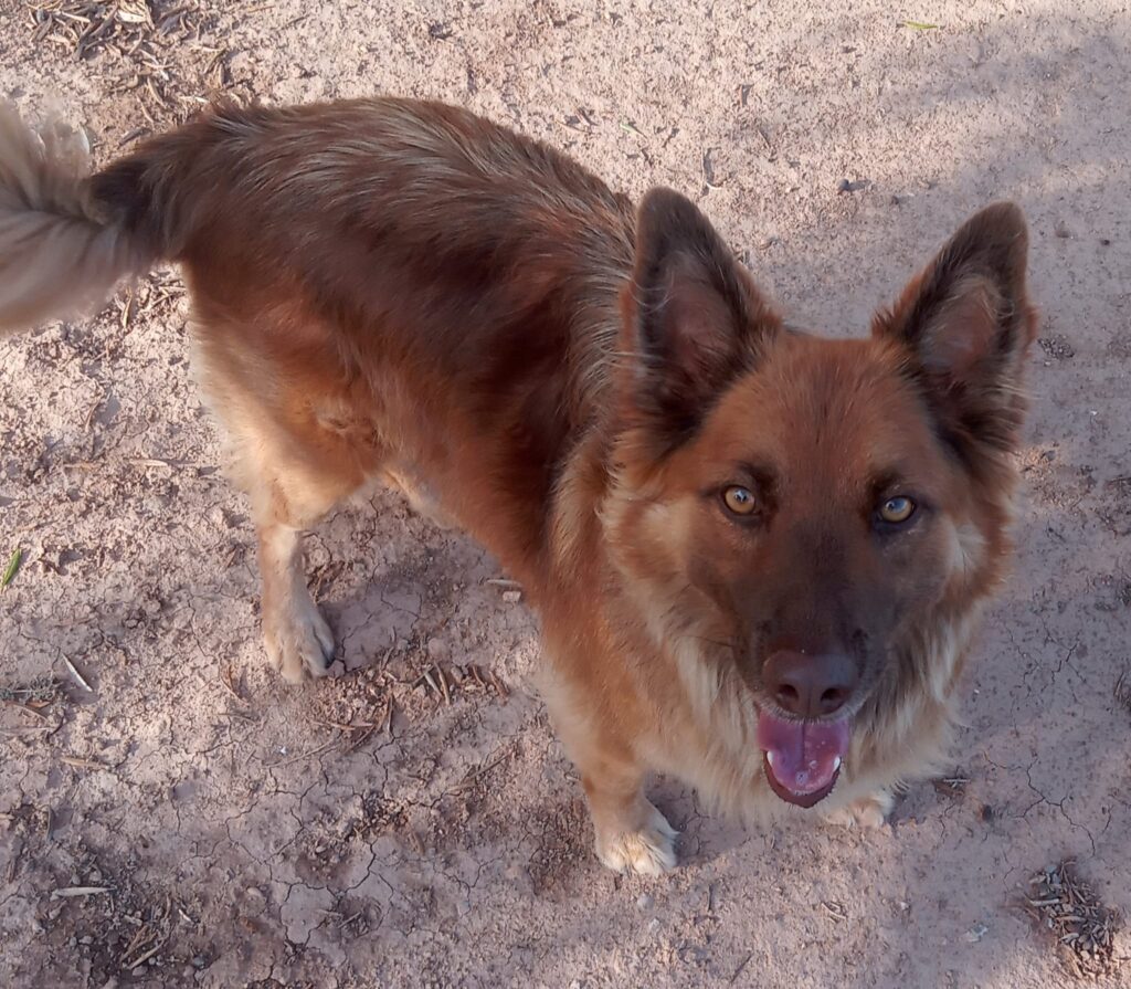 Tu hotel canino en Murcia de confianza: bienestar, cariño y libertad