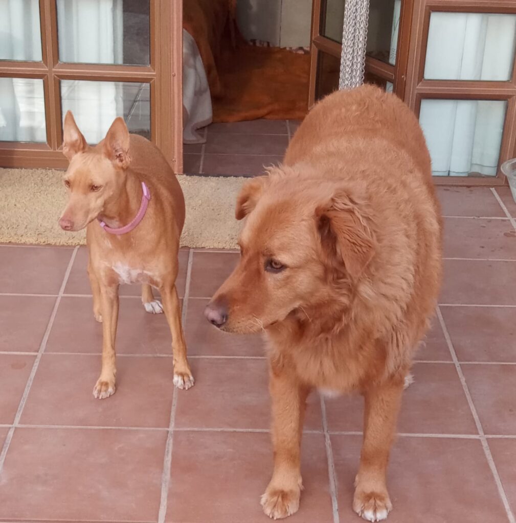 ¿Dónde dejar a mi perro en vacaciones? La opción que te dará tranquilidad