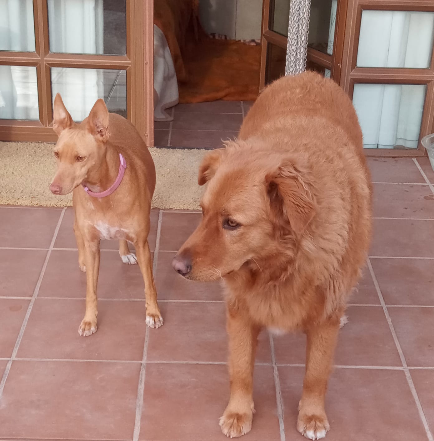 ¿Dónde dejar a mi perro en vacaciones? La opción que te dará tranquilidad