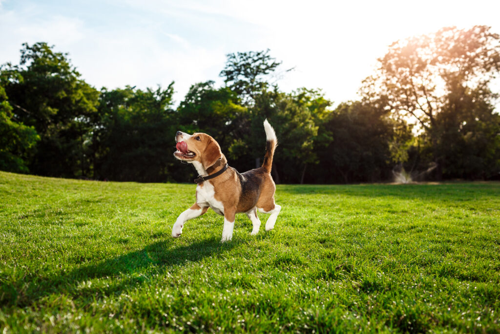 Tu hotel canino en Murcia de confianza: bienestar, cariño y libertad