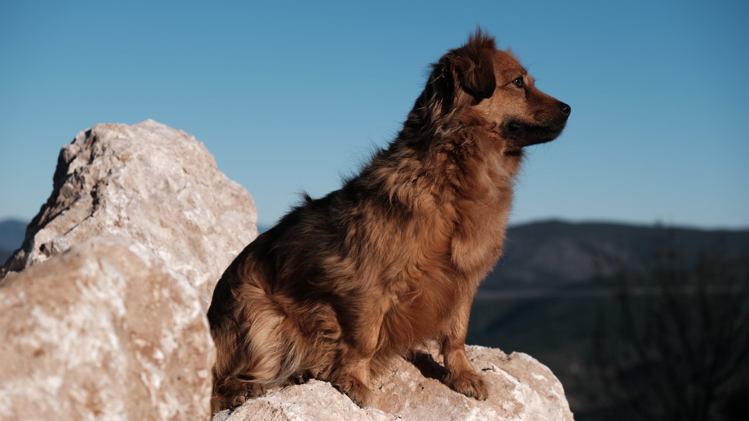¿Dónde dejar a mi perro en vacaciones? La opción que te dará tranquilidad