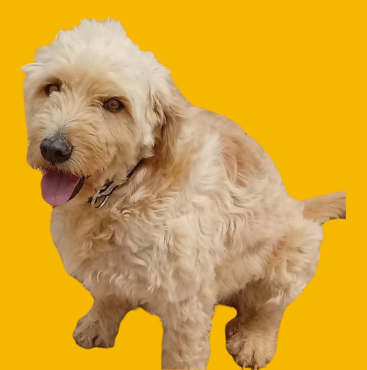 Perro de pelo rizado color crema sentado, con la lengua fuera