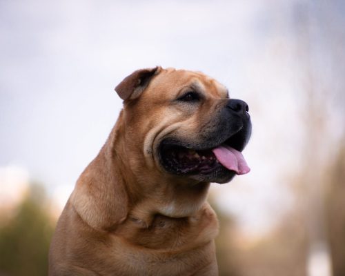 retrato-de-un-perro-cadebo-en-una-sesion-plenaria-min